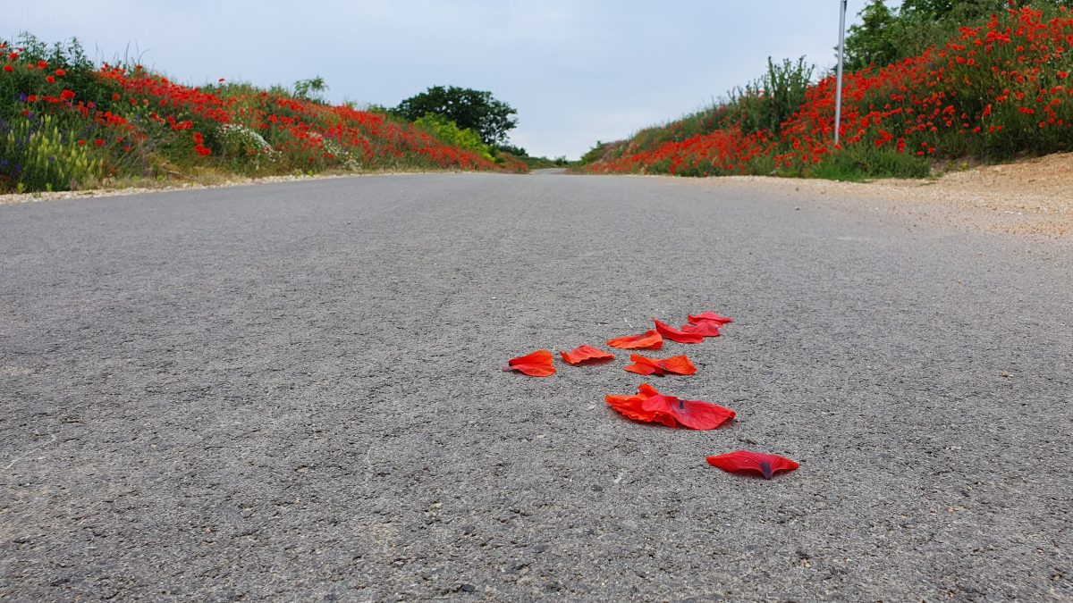 Pipacsszegély a kerékpárút széleken + piros szirmok az úton